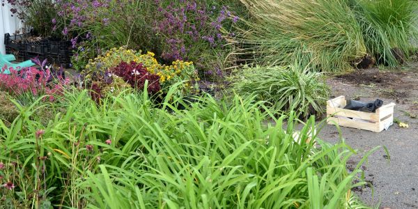 PREMIÈRE ÉDITION “UNE SECONDE VIE DES PLANTES DES MASSIFS MUNICIPAUX