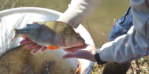 Alvinage pour l’Association de Pêche de Sarralbe