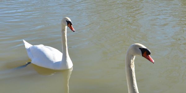 Alvinage pour l’Association de Pêche de Sarralbe