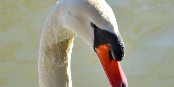 Alvinage pour l’Association de Pêche de Sarralbe