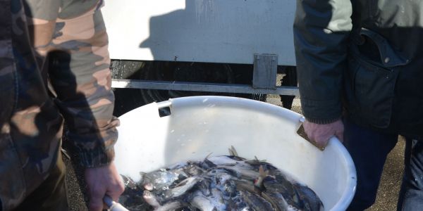 Alvinage pour l’Association de Pêche de Sarralbe