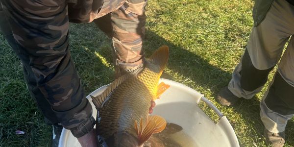 Alvinage pour l’Association de Pêche de Sarralbe