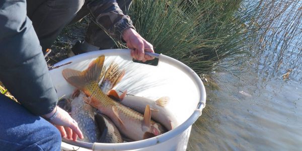 Alvinage pour l’Association de Pêche de Sarralbe