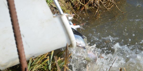 Alvinage pour l’Association de Pêche de Sarralbe