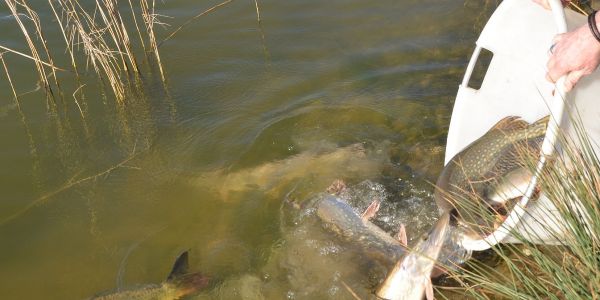 Alvinage pour l’Association de Pêche de Sarralbe