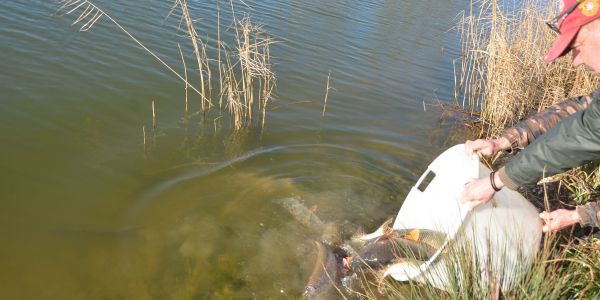 Alvinage pour l’Association de Pêche de Sarralbe