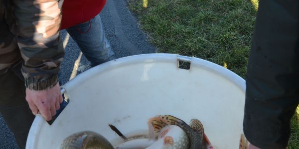 Alvinage pour l’Association de Pêche de Sarralbe