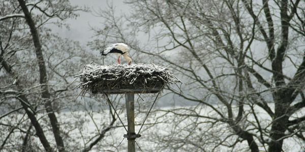 Instants fugaces de l'hiver