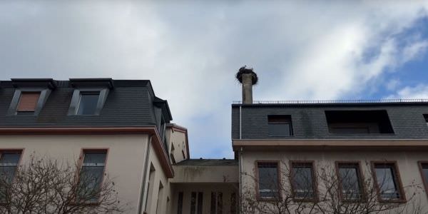 Le célèbre couple de cigognes est de retour à Sarralbe Le célèbre couple de cigognes est de retour à Sarralbe